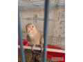 sel-kra-hbe-bzs-14-mas-edalt-birds-small-0