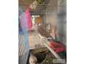 sel-kra-hbe-bzs-14-mas-edalt-birds-small-2