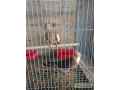sel-kra-hbe-bzs-14-mas-edalt-birds-small-1