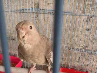 sel-kra-hbe-bzs-14-mas-edalt-birds
