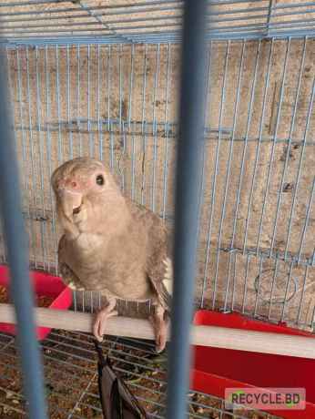sel-kra-hbe-bzs-14-mas-edalt-birds-big-0