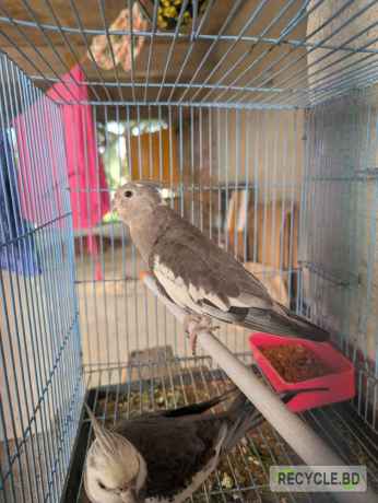 sel-kra-hbe-bzs-14-mas-edalt-birds-big-2