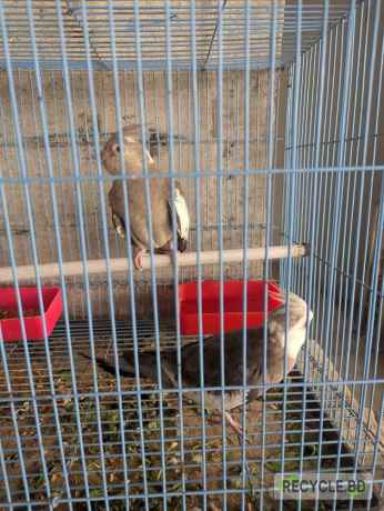sel-kra-hbe-bzs-14-mas-edalt-birds-big-1