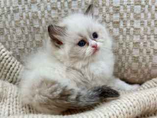 british-longhair-fold-cat-kitten