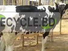 889nng-unnt-jater-5ti-bkna-bikry-hbe-olp-dame